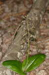 Brown widelip orchid <BR>Lily-leaf twayblade